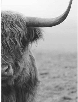 Reinders! Poster Poster Highlander Bulle, Kuh (1 St)