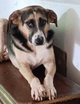 Valentin - Unterstützung gesucht - Berlin
