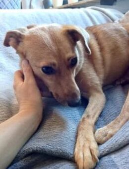 IVY 40 cm (Pflegestelle) - Alpenrod