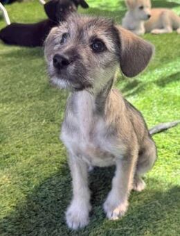 CASSY - liebes & freundliches Hundebaby - Velbert