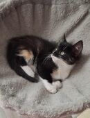 EKH Kätzchen/ Kitten in 50389