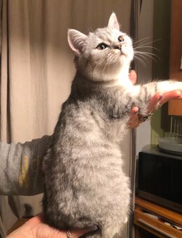 Bhk Kitten reinrassig - Ludwigsfelde