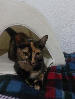 Anhängliche Felina (ALO) - Geisenheim
