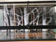 Hübsches Exoterrarium 90x45x45 cm - Wienhausen (Klostergemeinde)