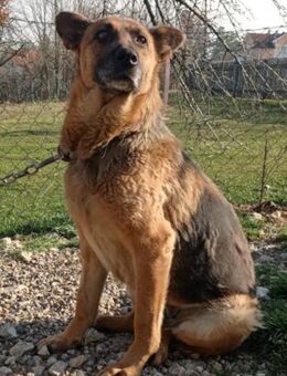 Schäfi-Mix-Lady♥Vučica♥ sucht viel Liebe - Hamburg