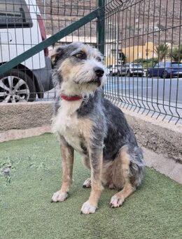 PONPONNE - brave & gehorsame Hündin 💖 - Neudenau