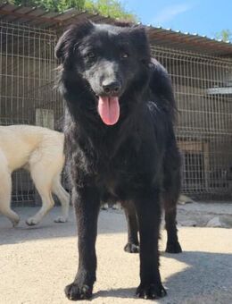 Duke 💗 junger, verspielter Hundebub! - Hamburg
