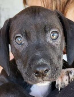 Welpin ROSI💖kleiner Wirbelwind mit Herz - Hamburg