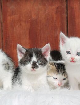 Zahme Maine Coon Mix Kitten, Kätzchen - Bautzen