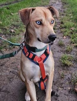 Simon - Sanfter Rüde auf PS in Hessen - Berlin