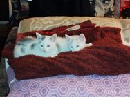 2 Baby Katzen Siam Mix - Oranienburg