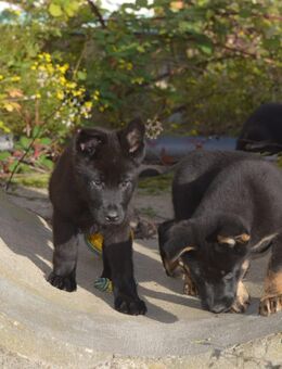 Dt. Schäferhundwelpen aus 100% DDR-Blutlinien mit roten SV/VDH Papieren. - Dresden