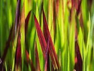 25 Japanisches Blutgras Red Baron Imperata cylindrica var. Pflanz - Velbert