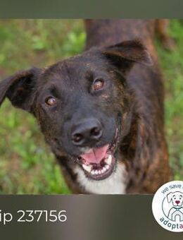 Chip 237156: Sucht ein Zuhause - Kirchzell