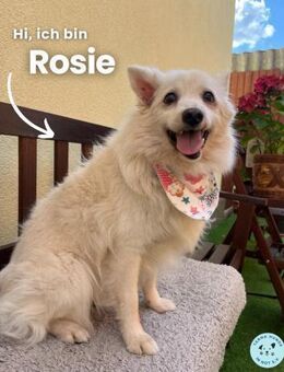 Rosie SR, super süß und freundlich - Rheine
