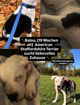 Sucht liebevolles zuhause - Frankfurt (Main) Bockenheim