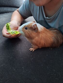 Süße Meerschweinchenbabys abzugeben - Essen