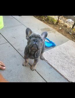 Französische Bulldoggen Welpen mit Stammbaum & EU-Pass – bereit zum Auszug! - Nürnberg