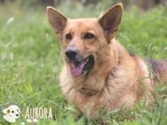 Aurora wünscht sich liebevolles Zuhause - Untergruppenbach