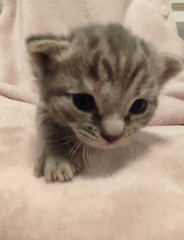 Kleine Maus sucht Dosenöffner - Bochum Altenbochum