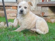 Australian Cattle Dog Welpen red - Cornberg