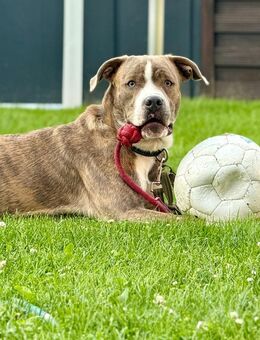 Lucky sucht ein neues Zuhause! - Neustadt-Glewe