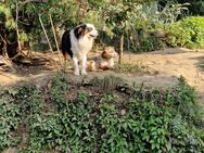 Australian Shepperd Welpen - Bergisch Gladbach