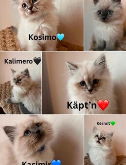 Neva Masquerade x Heilige Birma Kitten - Hannoversch Münden