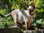 Siamkatze 18 Monate umständehalber abzugeben - Gartz (Oder)