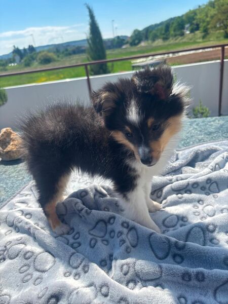 Traumhafte Sheltiewelpen - Lörrach
