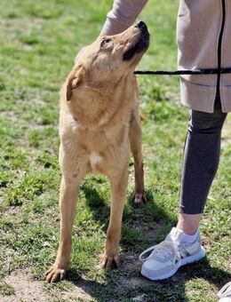 Freundliche SILVI sucht IHRE Menschen ♥️ - München