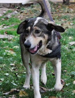 Pancholito sucht ein neues Zuhause - Berlin