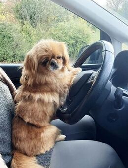 Kata kleine 1-jährige Pekinesin - Kassel