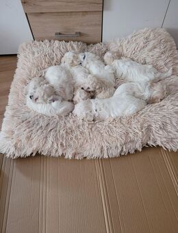 Welpen Bishon - Simbach (Inn) Zentrum