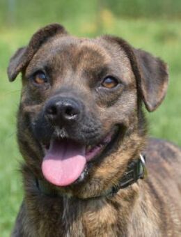 Lulu - braucht Zeit um zu vertrauen - Lohmar