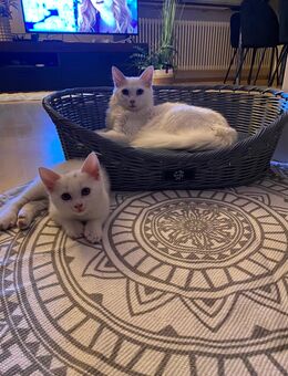 Maine Coon Kitten Mix Britisch Kurzhaar 3 Verfügbar - Stuttgart