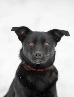 Flotte Begleiterin 🌷 - Süderholz