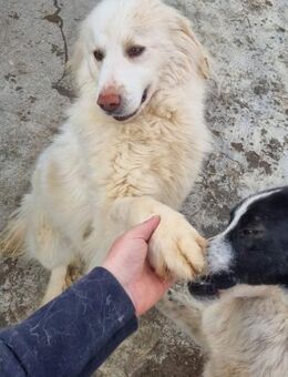 Liebe SILVA sucht liebes Zuhause - Neuberg