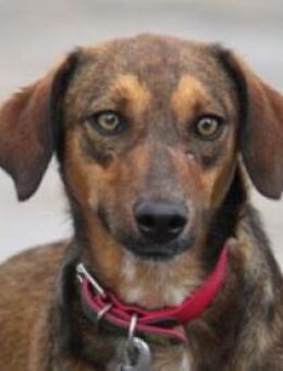 Alina ist so liebenswert und sanft! - Karben