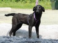 Gracie sucht liebevolles zu Hause... - Hagen (Stadt der FernUniversität)