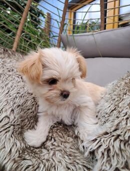 Yorkshire Terrier Welpen Golddust - Berlin