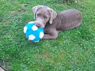 Labrador Rüde - Delligsen