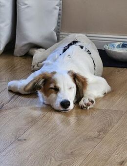 Tonya-jung, klug und regelverliebt - Idstein