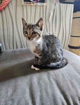 ehk kitten - Mönchengladbach