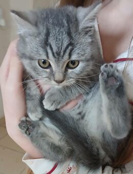 Reinrassige BKH Kitten - Saarlouis Zentrum