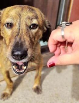 Lola - fröhliches Rolli-Mädchen - Hamburg