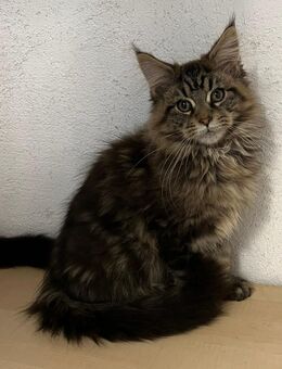 TOP Maine Coon Kitten reinrassig - Hahn