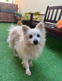 🍀 Lucky kleiner Senior mit großem Her - Kassel