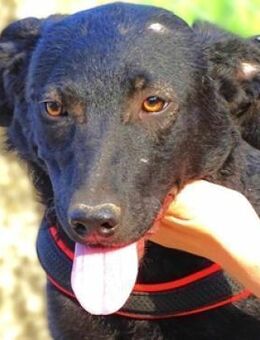 REA sucht Körbchen - Gefrees