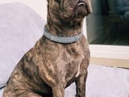 Wunderschöne französische Bulldogge fast 3 Jahre alt - Wuppertal
